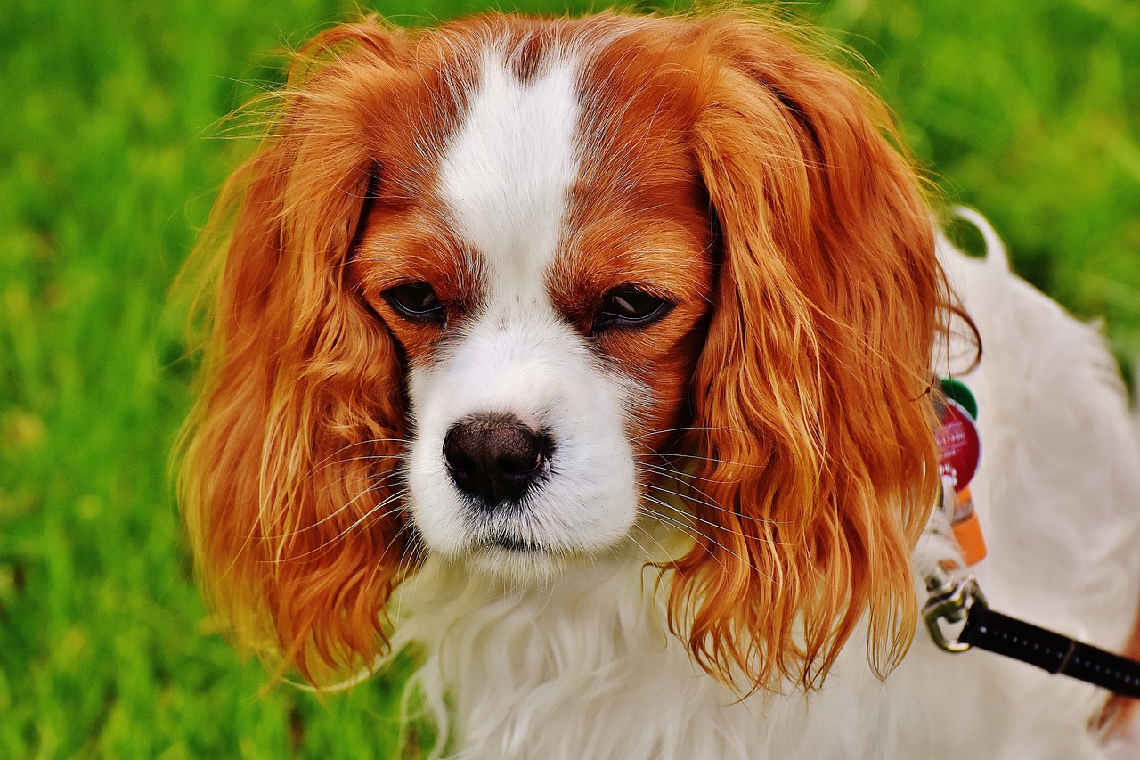 How to Help Your Dog with Thunderstorm Anxiety